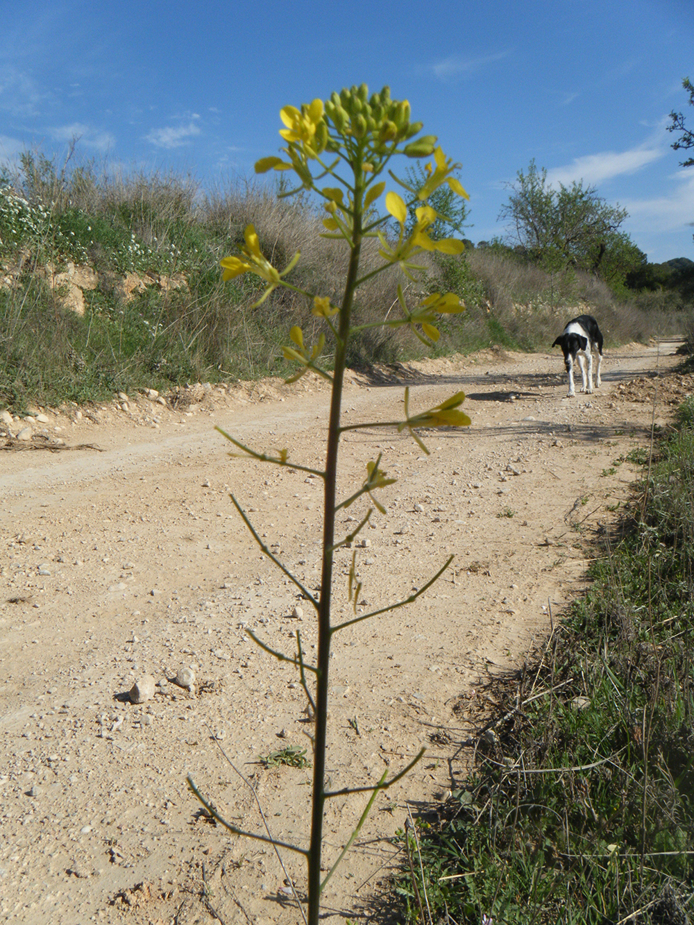 Erucastrum Nasturtiifolium (Rabaniza amarilla)